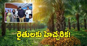 ఇక నైనా రైతులు మేల్కోనక పోతే సర్వ వినాశనమే: ఎమ్మెల్యే మైనంపల్లి రోహిత్!