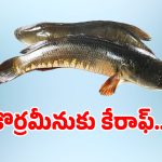 Korra Meenu: తెలంగాణలో కొర్రమీను చాపకు కేరాఫ్‌గా ఆ జిల్లా..?