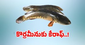 ఫ్రిడ్జ్ తెరవగానే బ్యాడ్ స్మెల్ వస్తోందా? ఈ 5 సింపుల్ ట్రిక్స్‌తో.. చెక్ పెట్టండి!