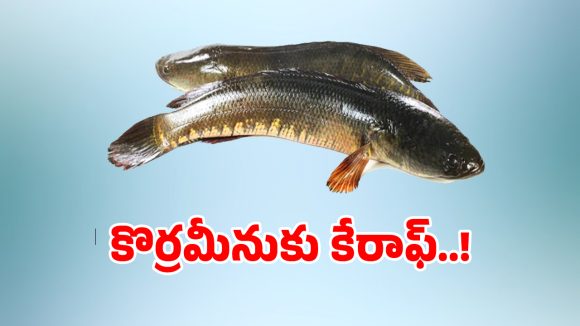 Korra Meenu: తెలంగాణలో కొర్రమీను చాపకు కేరాఫ్‌గా ఆ జిల్లా..?