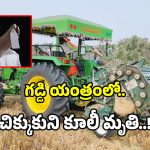 గడ్డి యంత్రంలో చిక్కుకుని కూలీ మృతి..!