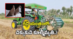 గడ్డి యంత్రంలో చిక్కుకుని కూలీ మృతి..!