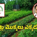 తెలంగాణకు హరితహరం అంతా తుస్సేనా.. పాత హరిత ఫైళ్లు ఓపెన్‌తో జంకుతున్న గత పాలకులు..?