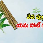 అమెరికా గడ్డపై వేప పుల్లకు యమా క్రేజ్.. ధర ఎంతో తెలిస్తే మైండ్ బ్లాకే!