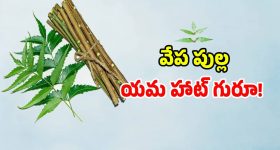 అమెరికా గడ్డపై వేప పుల్లకు యమా క్రేజ్.. ధర ఎంతో తెలిస్తే మైండ్ బ్లాకే!