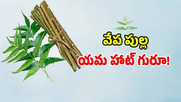 అమెరికా గడ్డపై వేప పుల్లకు యమా క్రేజ్.. ధర ఎంతో తెలిస్తే మైండ్ బ్లాకే!