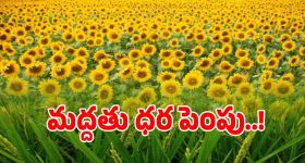 రైతులకు కేంద్రం బంపర్ ఆఫర్.. 14 రకాల పంటలకు మద్దతు ధర పెంపు..!