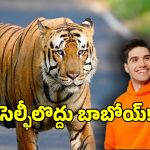 పులితో రియల్ సెల్ఫీలు దిగాలా.. ఇక ఆ ఆశలు వదులుకొండి..?