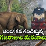 రైలు ప్రమాదాల్లో బలవుతున్న గజరాజులు.. ఏడాదిలో ఎన్ని ప్రాణాలు కోల్పోయాయంటే?
