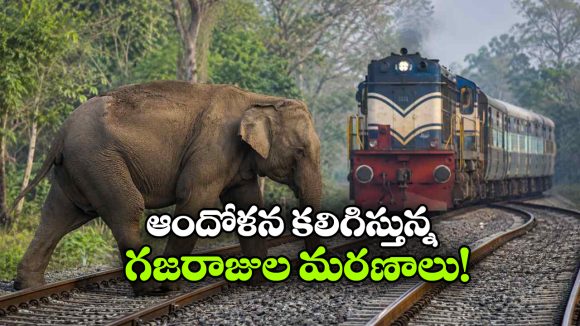 రైలు ప్రమాదాల్లో బలవుతున్న గజరాజులు.. ఏడాదిలో ఎన్ని ప్రాణాలు కోల్పోయాయంటే?