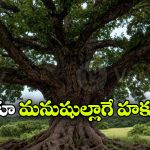 చెట్లకూ ‘జీవించే హక్కు’..  చిన్న పట్టణం సంచలన నిర్ణయం!