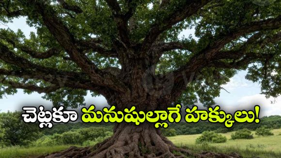 చెట్లకూ ‘జీవించే హక్కు’..  చిన్న పట్టణం సంచలన నిర్ణయం!