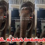 నెట్టింట హల్‌చల్ చేస్తున్న ఆలయ ఏనుగు వీడియో..  ఏం చేసిందంటే?