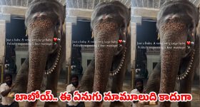 నెట్టింట హల్‌చల్ చేస్తున్న ఆలయ ఏనుగు వీడియో..  ఏం చేసిందంటే?