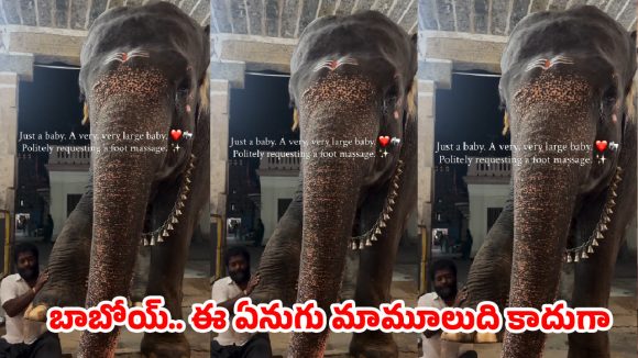 నెట్టింట హల్‌చల్ చేస్తున్న ఆలయ ఏనుగు వీడియో..  ఏం చేసిందంటే?