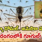 అమెరికాలోకి 3.2 కోట్ల దోమలను వదిలిపెట్టనున్న గూగుల్.. ఇదెక్కడి ప్లాన్ మామ?