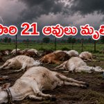 ములుగు జిల్లాలో తీవ్ర విషాదం.. పిడుగుపాటుకు 21 ఆవులు మృతి!