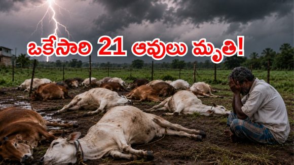 ములుగు జిల్లాలో తీవ్ర విషాదం.. పిడుగుపాటుకు 21 ఆవులు మృతి!