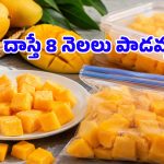 ఈ చిన్న ట్రిక్ తెలిస్తే.. ఏడాది పొడవునా ఫ్రెస్ మామిడి పండ్లు తినొచ్చు.. ఎలాగంటే?