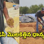 ఐకేపీ కేంద్రాల్లో నిలిచిన ధాన్యం కొనుగోళ్లు.. అకాల వర్షంతో తడిసి మొలకెత్తుతున్న వరి కుప్పలు!