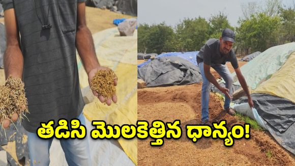 ఐకేపీ కేంద్రాల్లో నిలిచిన ధాన్యం కొనుగోళ్లు.. అకాల వర్షంతో తడిసి మొలకెత్తుతున్న వరి కుప్పలు!