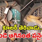 అయ్యబాబోయ్.. కూలర్‌లో దూరిన పాము.. చూస్తే వెన్నులో వణుకు పుట్టాల్సిందే!