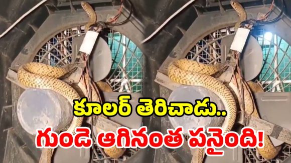 అయ్యబాబోయ్.. కూలర్‌లో దూరిన పాము.. చూస్తే వెన్నులో వణుకు పుట్టాల్సిందే!