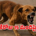 Stray Dog: గద్వాలలో పిచ్చికుక్క వీరవిహారం.. ఒకేరోజు 15 మంది పై దాడి..!
