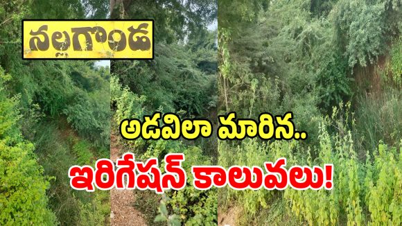 Distributary Canals: నకిరేకల్ మున్సిపాలిటీలో ఘోరం.. ఉదయ సముద్రం కాలువల దయనీయ స్థితి..!