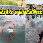 Farm Pond: మేకను కాపాడబోయి.. నీటిలో పడి మహిళ మృతి!