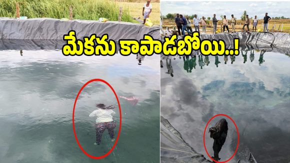 Farm Pond: మేకను కాపాడబోయి.. నీటిలో పడి మహిళ మృతి!