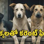 వీధి కుక్కలను ఉపయోగించి విద్యుత్ తయారీ.. ఎక్కడో తెలుసా..!