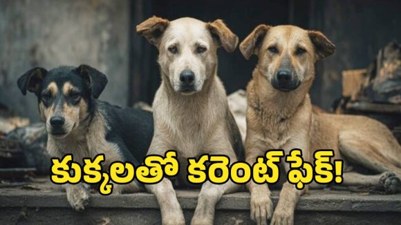 వీధి కుక్కలను ఉపయోగించి విద్యుత్ తయారీ.. ఎక్కడో తెలుసా..!