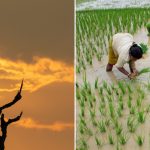 ఎల్‌నినో ఎఫెక్ట్‌.. వ‌రిపై స‌ర్కార్ గురి! ప్ర‌త్యామ్నాయ పంట‌ల దిశ‌గా రైతు… సాధ్య‌మేనా?