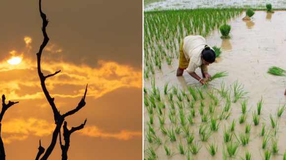 ఎల్‌నినో ఎఫెక్ట్‌.. వ‌రిపై స‌ర్కార్ గురి! ప్ర‌త్యామ్నాయ పంట‌ల దిశ‌గా రైతు… సాధ్య‌మేనా?