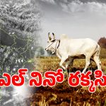 El Niño: నైరుతి రుతుపవనాలను మింగేస్తున్న ఎల్ నినో.. ఈ ఏడాది పంటలు దెబ్బతినే ఛాన్స్..!