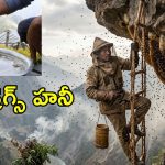 తేనె కాదు డ్రగ్స్.. కిలో రూ.10000.. ఈ తేనె కావాలంటే ప్రాణాలు ఫణంగా పెట్టాలి..