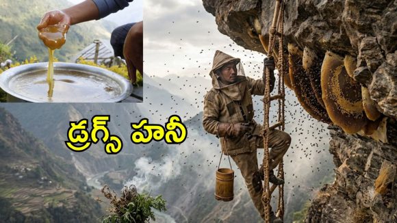 తేనె కాదు డ్రగ్స్.. కిలో రూ.10000.. ఈ తేనె కావాలంటే ప్రాణాలు ఫణంగా పెట్టాలి..