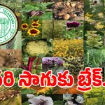 Crop Diversification: తెలంగాణ రైతులకు అలర్ట్.. వరి సాగుకు బ్రేక్.. ప్రభుత్వం సరికొత్త వ్యూహం!