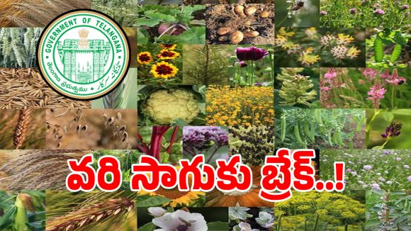 Crop Diversification: తెలంగాణ రైతులకు అలర్ట్.. వరి సాగుకు బ్రేక్.. ప్రభుత్వం సరికొత్త వ్యూహం!