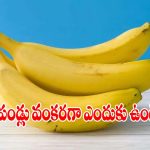 అరటి పండ్లు వంకరగా ఎందుకు ఉంటాయో తెలుసా? దీని వెనక ఉన్న క్రేజీ సైన్స్ ఇదీ!
