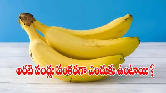 అరటి పండ్లు వంకరగా ఎందుకు ఉంటాయో తెలుసా? దీని వెనక ఉన్న క్రేజీ సైన్స్ ఇదీ!