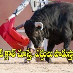ఎద్దులు ఎరుపు రంగు చూస్తే వెంటపడతాయా? అసలు నిజం తెలిస్తే.. షాక్ అవుతారు!