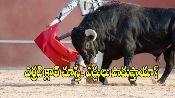 ఎద్దులు ఎరుపు రంగు చూస్తే వెంటపడతాయా? అసలు నిజం తెలిస్తే.. షాక్ అవుతారు!