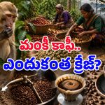 కోతులు ఉమ్మేసిన గింజలతో కాఫీ పొడి.. వేలల్లో ధర ఉన్నా ఎగబడి కొంటున్నారు, ఎందుకో తెలుసా?