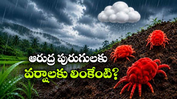 తొలకరి జల్లులు.. ఆరుద్ర పురుగులు.. ఈ ఎర్రని అతిథులంటే రైతులకు ఎందుకంత ప్రేమో తెలుసా?