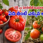 టమాటా సైజును బట్టి ఆరోగ్య ప్రయోజనాలుంటాయా? నిపుణులు ఏమంటున్నారంటే..!