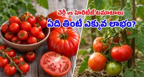 టమాటా సైజును బట్టి ఆరోగ్య ప్రయోజనాలుంటాయా? నిపుణులు ఏమంటున్నారంటే..!