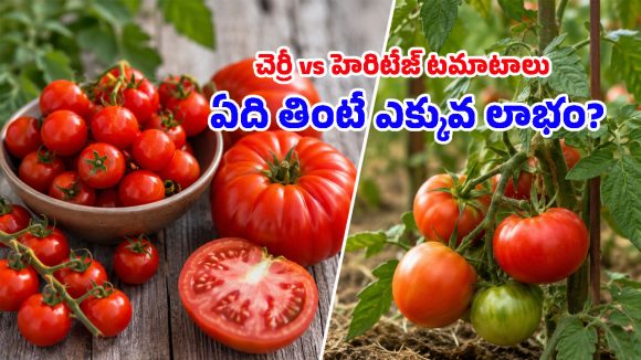 టమాటా సైజును బట్టి ఆరోగ్య ప్రయోజనాలుంటాయా? నిపుణులు ఏమంటున్నారంటే..!