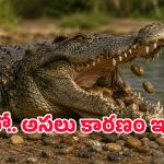ఆకలితో కాదు.. మొసళ్లు రాళ్లను మింగడం వెనుక ఇంత పెద్ద ప్లాన్ ఉందా? అసలు కారణం ఇదే!